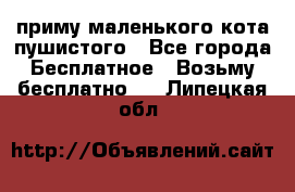 приму маленького кота пушистого - Все города Бесплатное » Возьму бесплатно   . Липецкая обл.